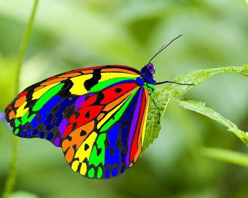 HD rainbow butterfly wallpapers | Peakpx
