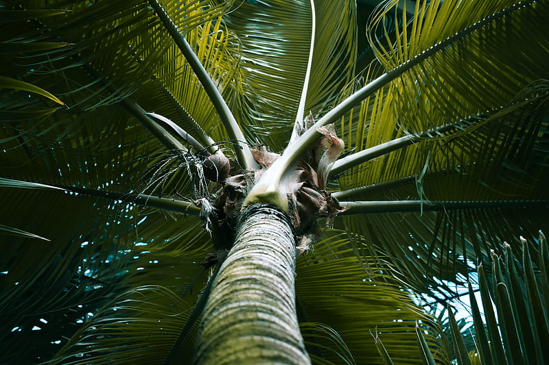 Low Angle graphy Of Palm Tree, HD wallpaper