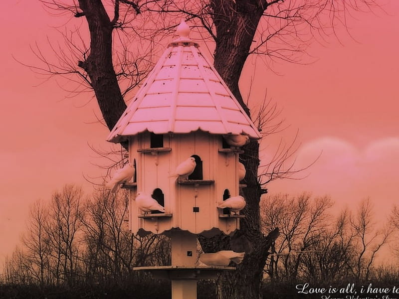 Bird House, sunset, white pigeons, trees, HD wallpaper