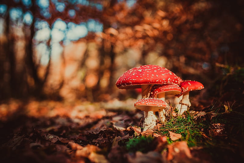 Mushrooms, red, autumn, nature, HD wallpaper