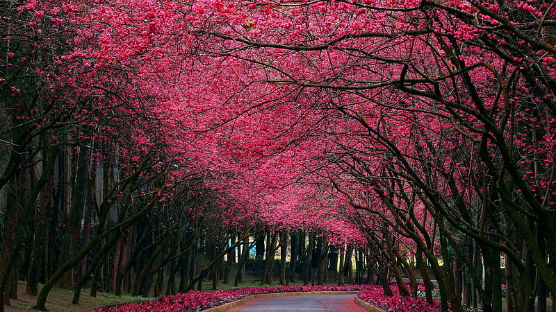 Road Between Pink Flowers Trees During Daytime Nature, HD wallpaper
