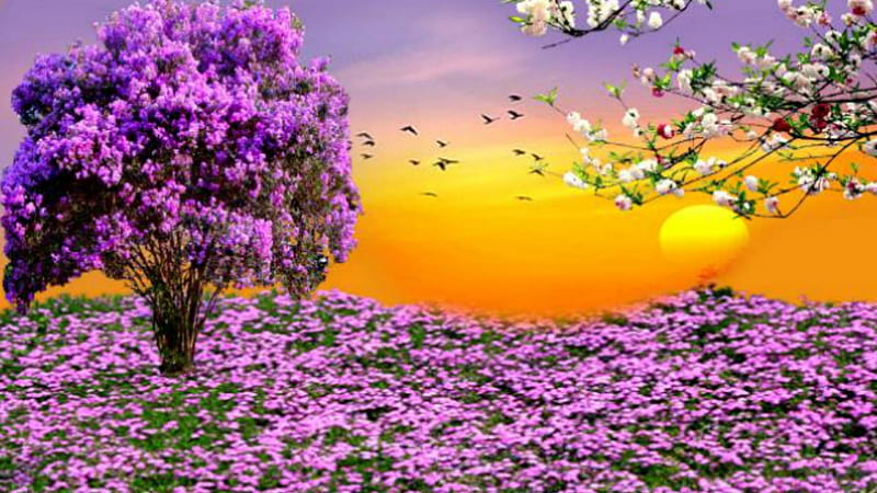 ~*~ Spring Sunset ~*~, birds, flowers, Spring, sunset, Flowery Field, HD wallpaper