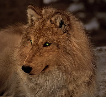 light brown wolf with green eyes
