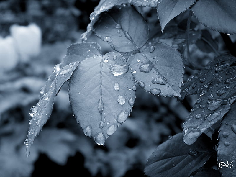 Sad, leaves, water, droplet, dark, rain, blue, HD wallpaper