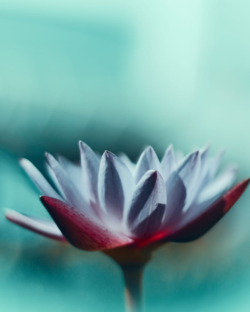 water lily, flower, petals, macro, HD phone wallpaper