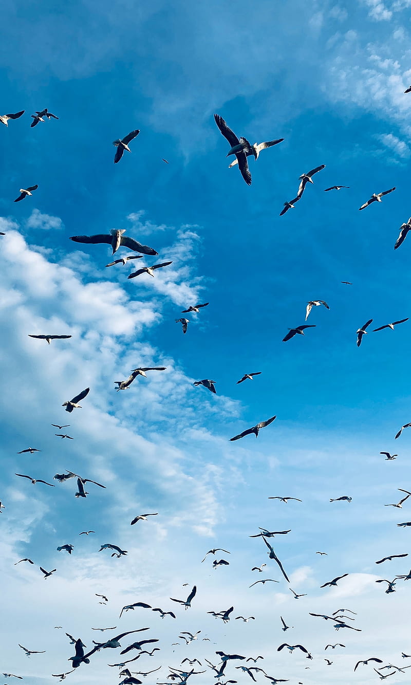 seagulls, birds, wings, flock, HD phone wallpaper