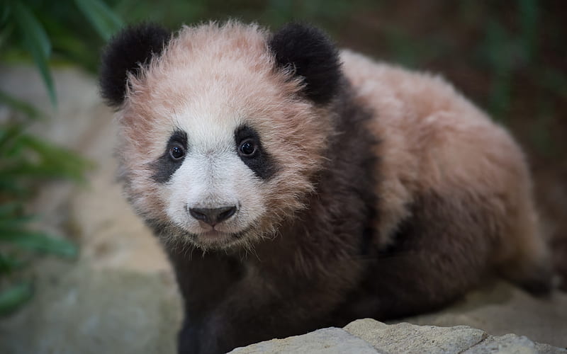 small panda cub, pink panda, cute animals, zoo, pandas, Ailuropoda, HD wallpaper