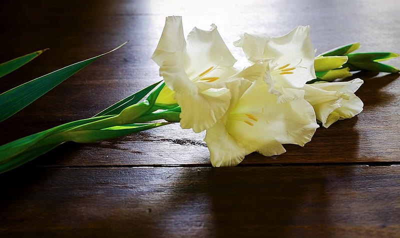 *** White gladiolus ***, flower, flowers, nature, white, gladiolus, HD wallpaper