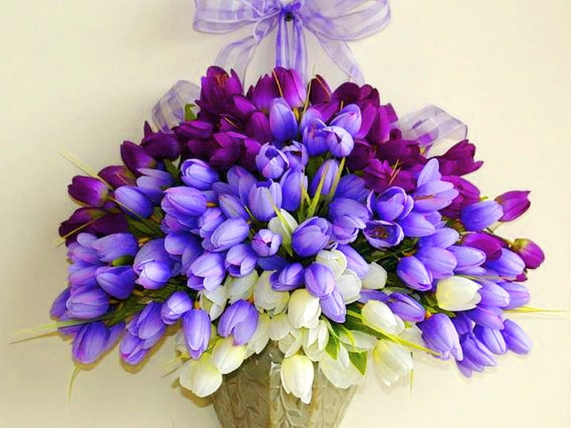 Passion, flowers, tulips, white, purple, HD wallpaper