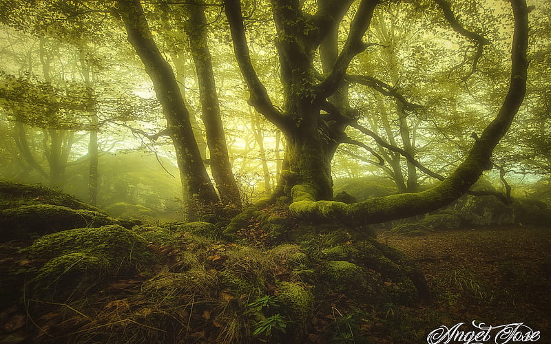 Misty, Mossy Forest, forest, moss, nature, trees, mist, HD wallpaper