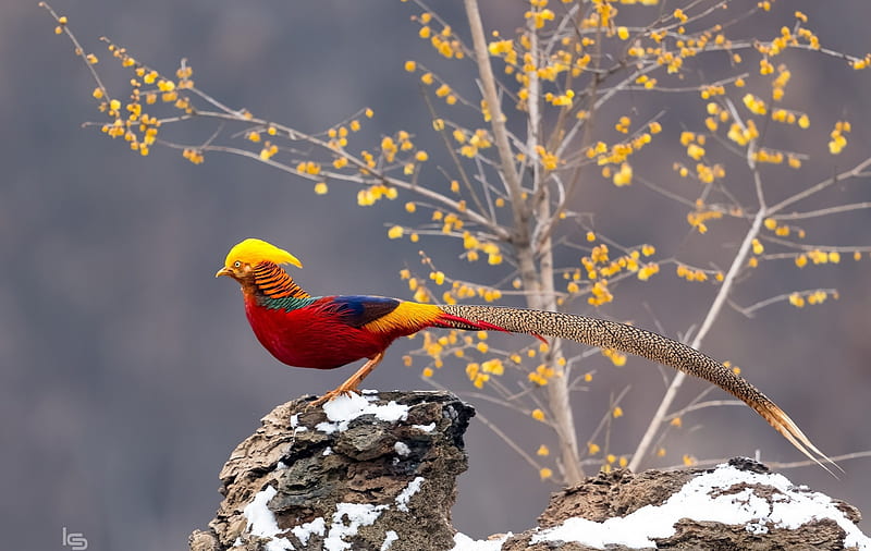 Golden Pheasant, Long tail, Wildlife, Bird, HD wallpaper