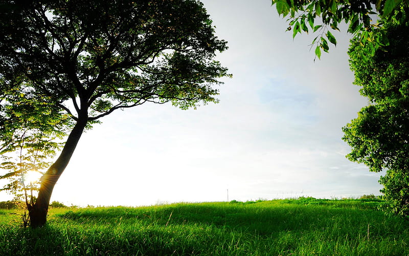 green grass and trees-Beautiful scenery, HD wallpaper