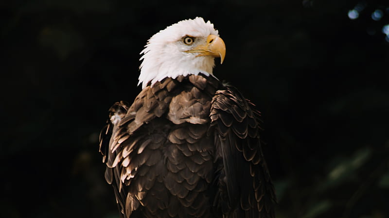 Bald Eagle Dark Brown , bald-eagle, eagle, birds, HD wallpaper