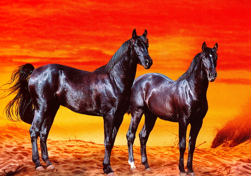 Desert Sunset Arabians, Black Horses, Horses, Beautiful horses, Arabians, HD wallpaper