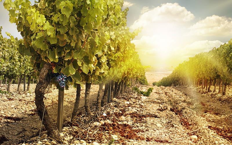 vineyard, autumn, sunset, grapes, harvest, HD wallpaper