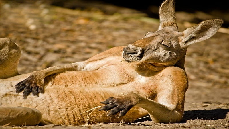 HD kangaroo funny wallpapers | Peakpx
