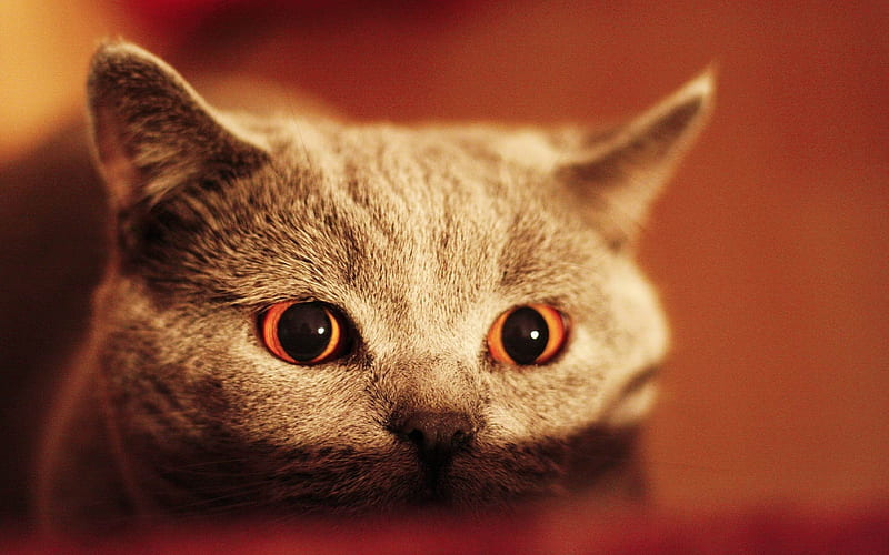 kitten face eyes-Animal, HD wallpaper