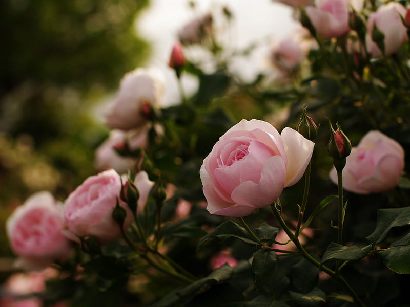 Hoa hồng - Tình yêu và sự lãng mạn sẽ luôn được bày tỏ bằng hoa hồng. Chỉ cần một bức ảnh về những đóa hoa hồng đầy sắc màu, bạn sẽ cảm nhận được một tình yêu chân thành và đầy mơ mộng.
