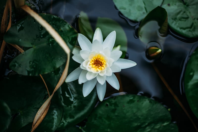 white lotus flower and lily pads, HD wallpaper