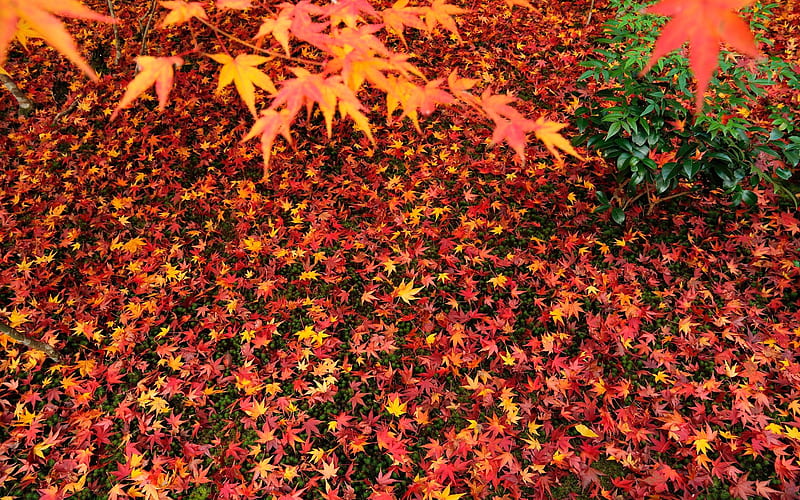 Maple leaves-Enkoji Temple Autumn, HD wallpaper