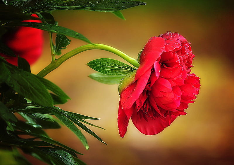 Red peony ***, peony, red, flower, flowers, nature, HD wallpaper | Peakpx