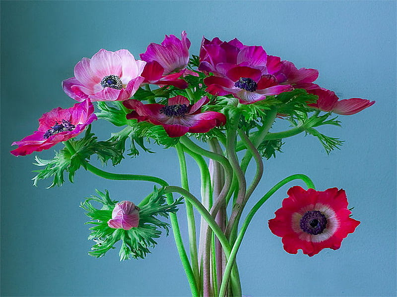 anemone, flower, red, purple, bouquet, HD wallpaper