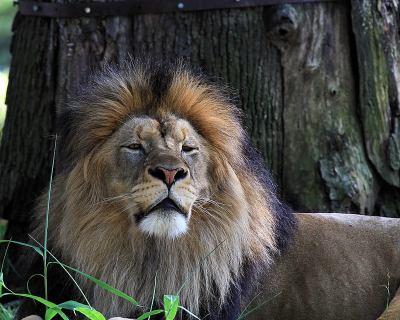 lion, big cat, predator, grass, sleepy, HD wallpaper