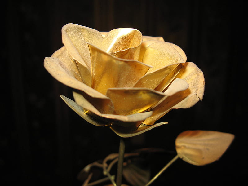 gold rose, gold flower, HD wallpaper gold rose, gold flower, HD wallpaper
