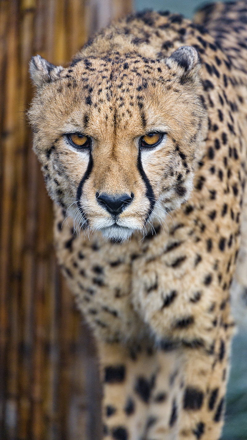 Cheetah Kings Velvet Fabrics - 4 colours — L'Afrika