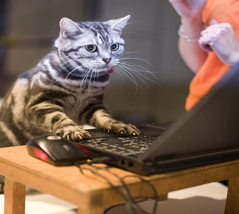 Cat Laptop, HD wallpaper