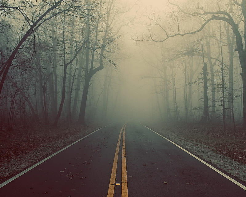 Scary Road , fog, jungle, nature, tress, way, HD wallpaper
