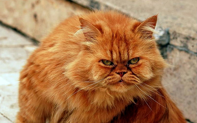 Garfield, Is That You?, cat, street, curb, orange cat, HD wallpaper