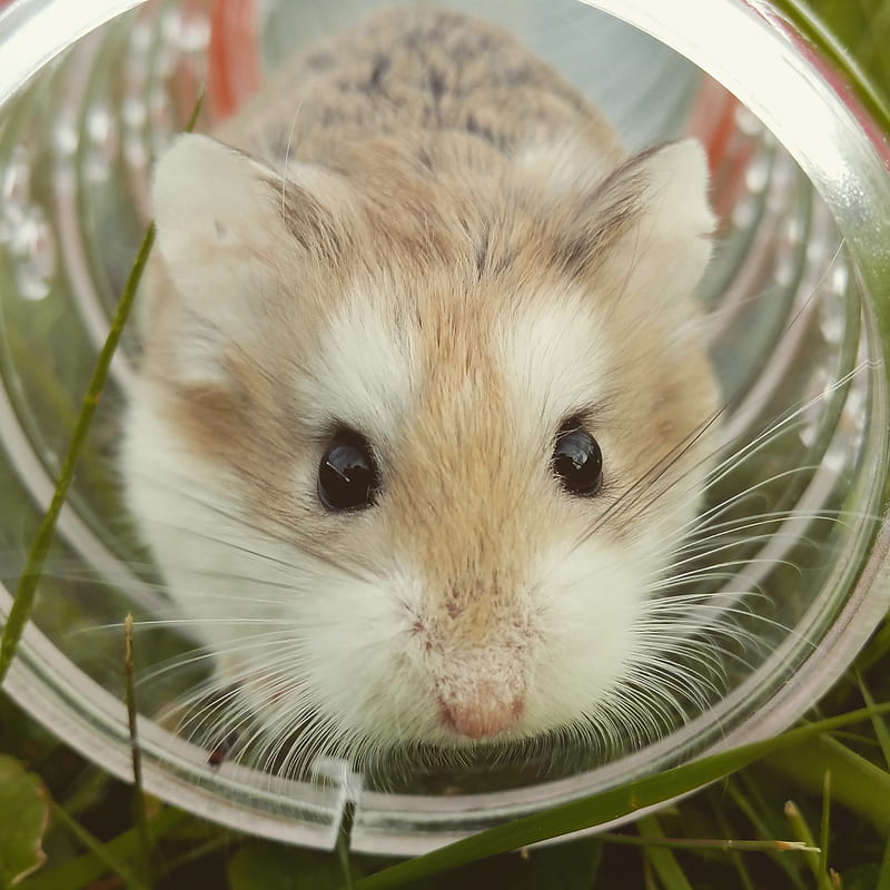 hamster, brown, cute, animal, HD phone wallpaper
