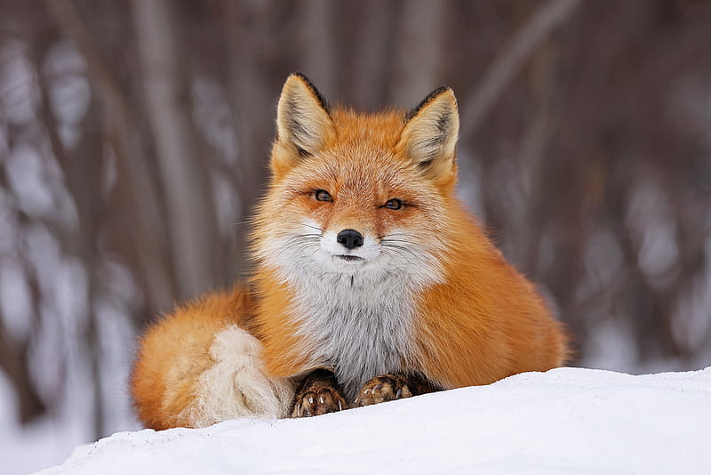 Animal, Fox, Snow, Stare, Wildlife, HD wallpaper