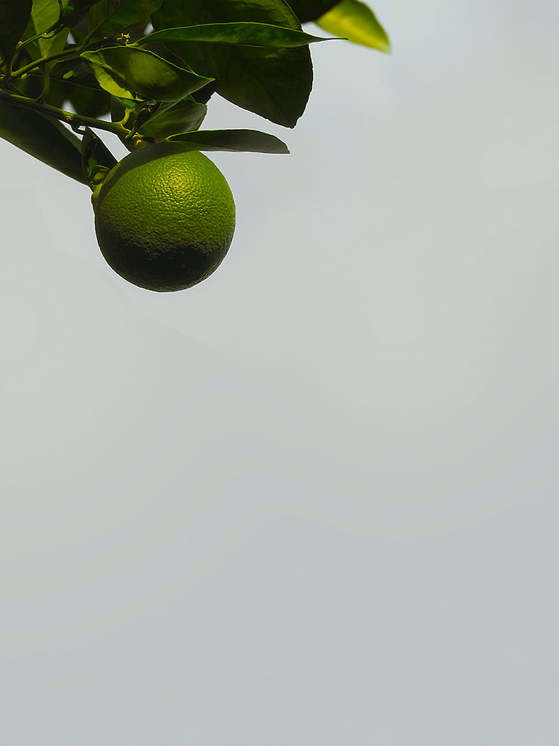 citrus, fruit, tree, plant, HD phone wallpaper