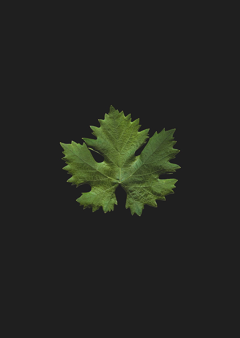 leaf, green, minimalism, closeup, HD phone wallpaper