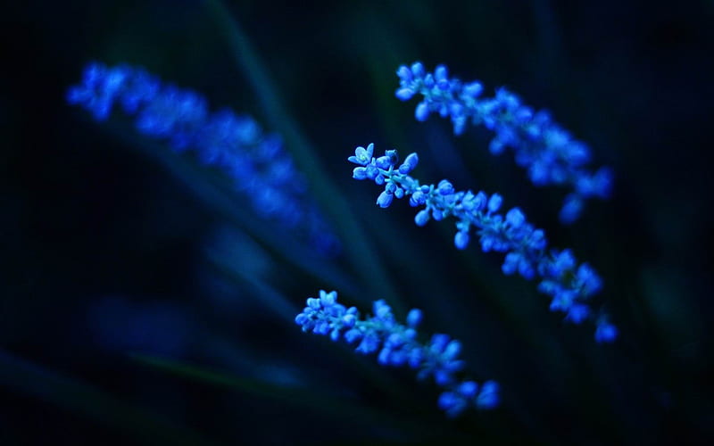 electric blue flower-beautiful flowers, HD wallpaper