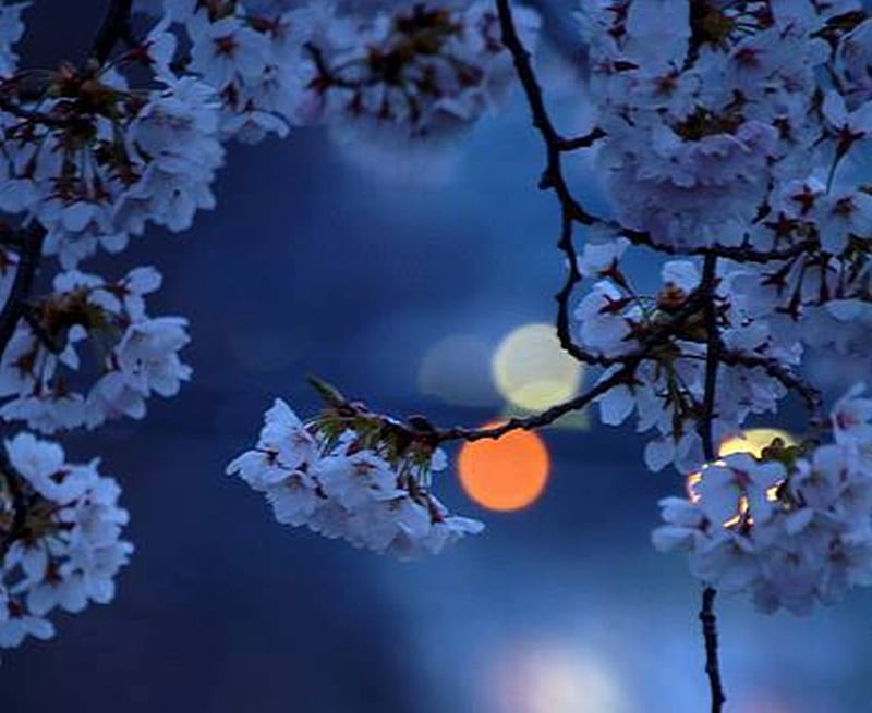 Mystic Moon, moon, cool, flowers, beauty, nature, spring, sky, HD ...