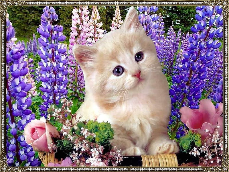 Kitten with purple flowers, flower, garden, cat, kitten, HD wallpaper