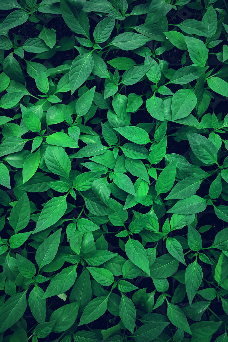 green leaves, close-up, plants, Nature, HD phone wallpaper