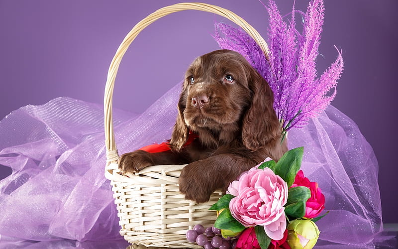 Puppy, brown, caine, animal, cute, purple, basket, flower, spaniel, pink, dog, HD wallpaper
