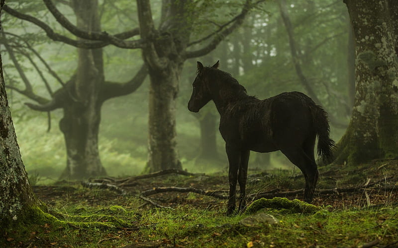 small horse, forest, black horse, horses, HD wallpaper