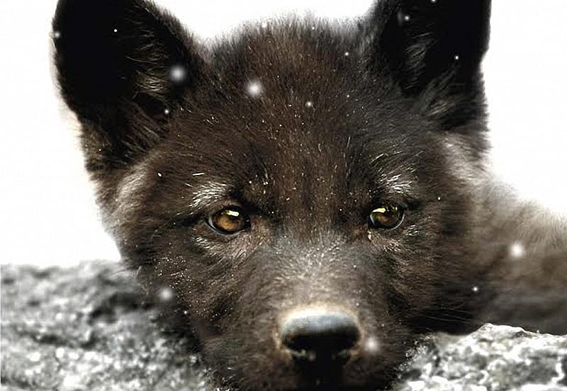 Baby Wolf, cute, pup, snow, eyes, winter, HD wallpaper