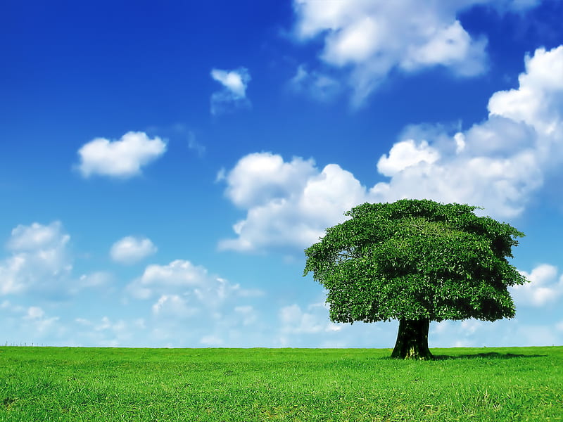 árbol solitario, árbol, cielo, hierba, Fondo de pantalla HD | Peakpx