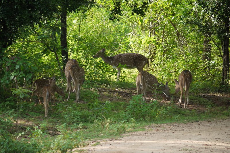 Spotted Deer at Dusk 2, Sri Lanka, Bambi, Browsing, Yala, HD wallpaper
