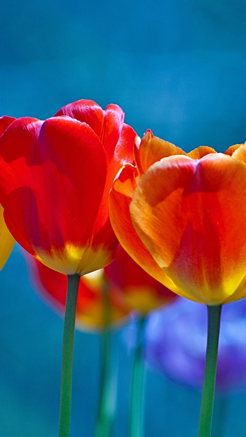 Red yellow tulip , flower, red yellow, bright color, HD phone wallpaper