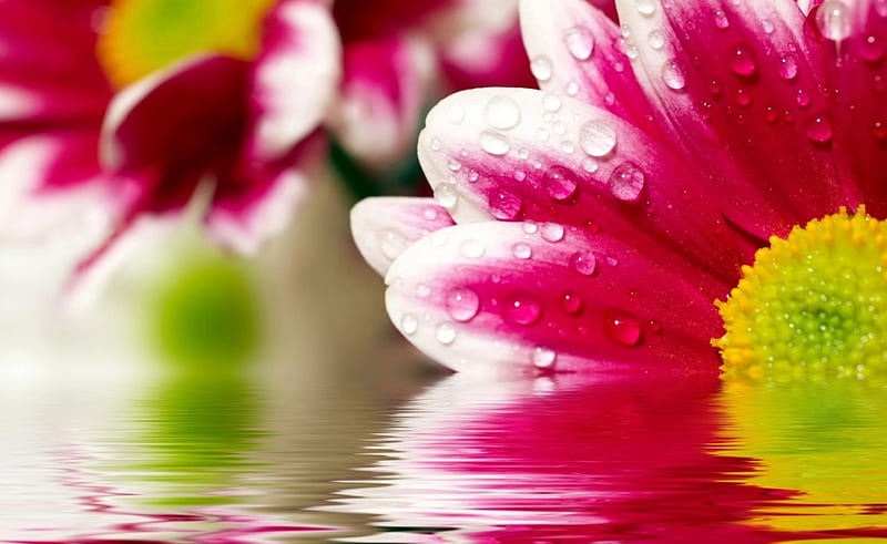 REFLECTIONS OF A FLOWER water, wet, flower, nature, fushia, rain, pink, HD wallpaper