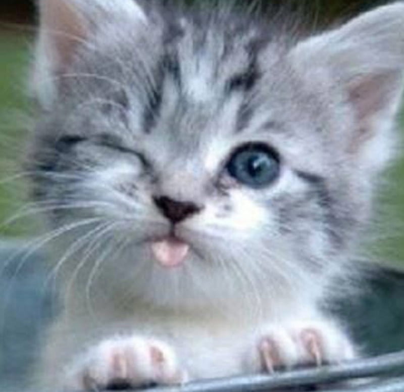 Cute Kitten Winking, cute, winking, cat, kitten, animal, HD wallpaper