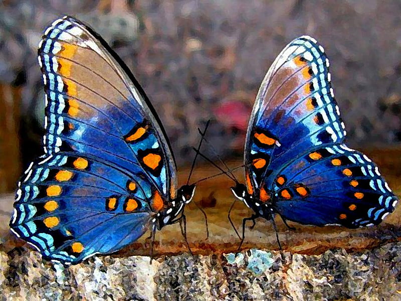 butterflies love the waltz, waltz, the, butterflies, love, HD wallpaper
