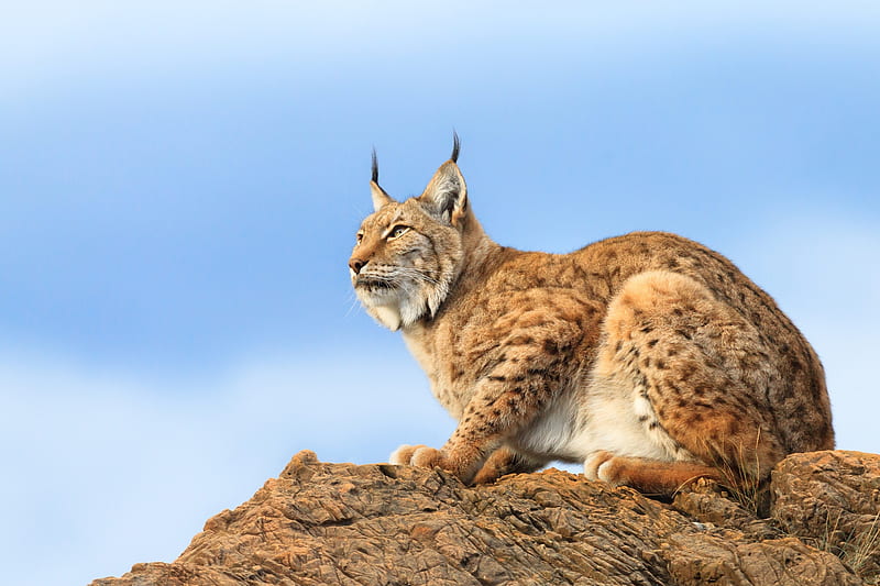 Lynx 2500x1667, Crouching, Rock, Cat, Lynx, Blue sky, HD wallpaper